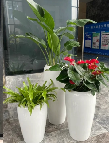 北仑绿植租摆品牌-江北绿植租摆服务商列表-慈溪室内绿植出租-鄞州花卉租摆展销会